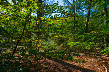 Trees in autumn colors in a forest in bright sunlight at fall, Baarn, Lage Vuursche, Utrecht, The Netherlands, October 16, 2020