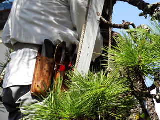 松を剪定する職人