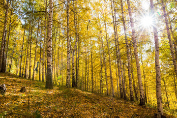 Autumn landscape. Beautiful birch trees. Walk in the birch forest. Natural background. Place to insert text.