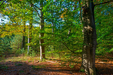 Obraz premium Trees in autumn colors in a forest in bright sunlight at fall, Baarn, Lage Vuursche, Utrecht, The Netherlands, October 16, 2020