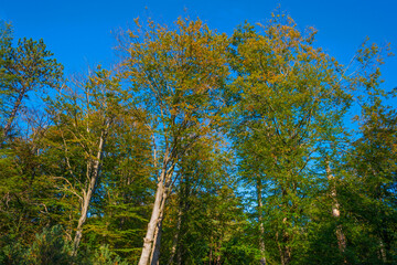 Lush foliage of trees in autumn colors in a forest in bright sunlight at fall, Baarn, Lage Vuursche, Utrecht, The Netherlands, October 16, 2020