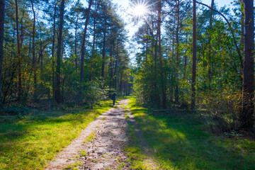 Trees in autumn colors in a forest in bright sunlight at fall, Baarn, Lage Vuursche, Utrecht, The Netherlands, October 16, 2020