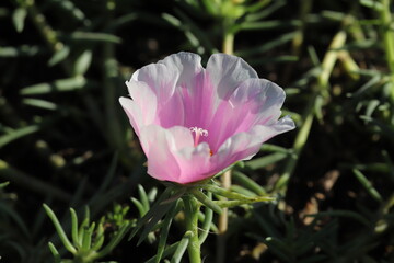 秋の公園に咲くコスモスのピンクと白のグラデションの花