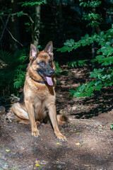 Brown German Shepherd dog, male sits in the woods on the sand, tongue sticking out. Trees in the background