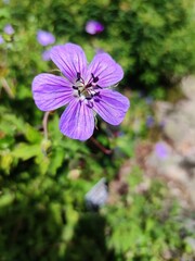 flowers in the garden