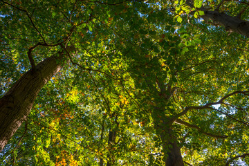 Lush foliage of trees in autumn colors in a forest in bright sunlight at fall, Baarn, Lage Vuursche, Utrecht, The Netherlands, October 16, 2020