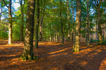 Trees in autumn colors in a forest in bright sunlight at fall, Baarn, Lage Vuursche, Utrecht, The Netherlands, October 16, 2020