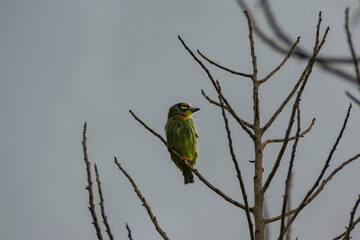 Coppersmith Barbet