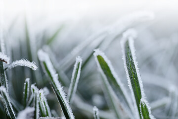 Grass in the frost.Rimes on plants. Winter natural plant background in cold blue tones. November...