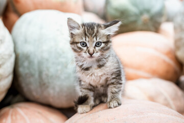 Naklejka na ściany i meble Cute gray kitten sitting on a pile of pumpkins