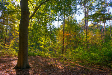 Fototapeta premium Trees in autumn colors in a forest in bright sunlight at fall, Baarn, Lage Vuursche, Utrecht, The Netherlands, October 16, 2020