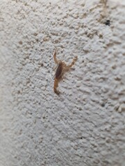 lizard on the wall