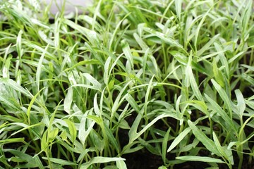 Obraz premium fresh green Ipomcea aquatica plant in nature garden