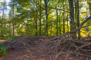 Trees in autumn colors in a forest in bright sunlight at fall, Baarn, Lage Vuursche, Utrecht, The Netherlands, October 16, 2020