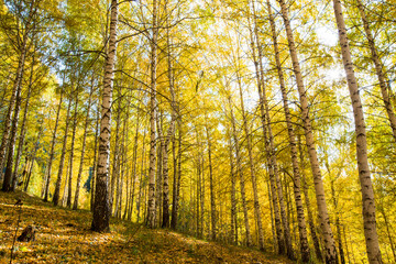 Autumn landscape. Beautiful birch trees. Walk in the birch forest. Natural background. Place to insert text.