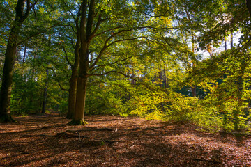 Fototapeta premium Trees in autumn colors in a forest in bright sunlight at fall, Baarn, Lage Vuursche, Utrecht, The Netherlands, October 16, 2020