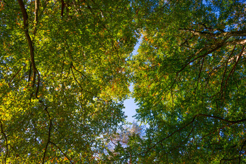 Lush foliage of trees in autumn colors in a forest in bright sunlight at fall, Baarn, Lage Vuursche, Utrecht, The Netherlands, October 16, 2020
