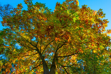 Lush foliage of trees in autumn colors in a forest in bright sunlight at fall, Baarn, Lage Vuursche, Utrecht, The Netherlands, October 16, 2020