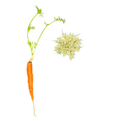 Creative layout of a carrot with leaves and blossom isolated on white background. Healthy Food concept for weight loss. Flat lay. copy space