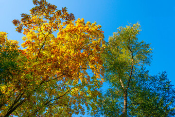 Lush foliage of trees in autumn colors in a forest in bright sunlight at fall, Baarn, Lage Vuursche, Utrecht, The Netherlands, October 16, 2020