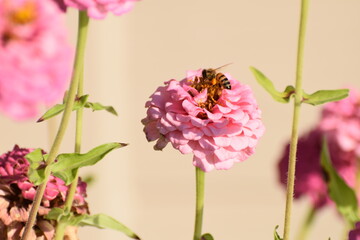bee on pink flower