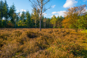 Obraz premium Heather and trees in a forest in bright sunlight at fall, utrecht,lage vuursche, baarn, netherlands, October 16, 2020