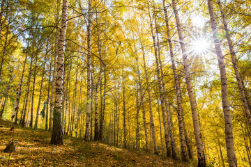 Autumn landscape. Beautiful birch trees. Walk in the birch forest. Natural background. Place to insert text.