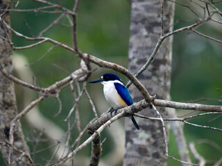 Forest Kingfisher
