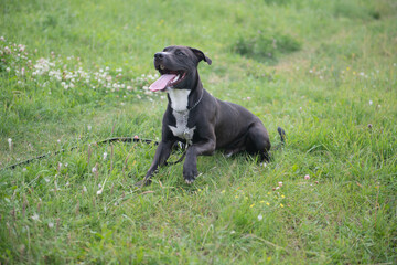 American pit bull Terrier