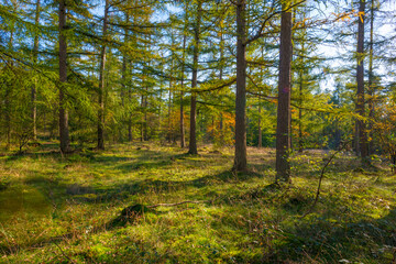 Trees in autumn colors in a forest in bright sunlight at fall, Baarn, Lage Vuursche, Utrecht, The Netherlands, October 16, 2020