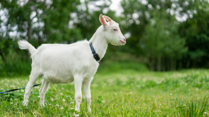 Naklejka na ściany i meble Goat In Field