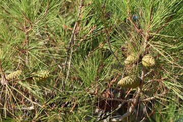 pine cones