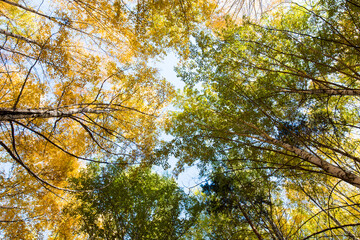 Autumn. Beautiful yellow birch leaves and branches of larch trees on a background of blue clear sky. Natural background. Place to insert text.