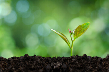 Development of seedling growth Planting seedlings young plant in the morning light on nature background