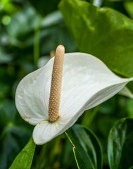 Close up with Zantedeschia aethiopica flower , commonly known as calla lily and arum lily