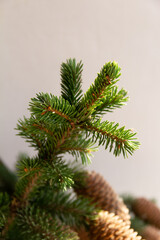 Spruce branches with cones on a white background