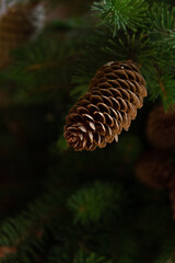 Spruce branches with cones on a white background