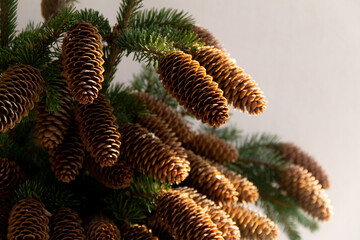 Spruce branches with cones on a white background