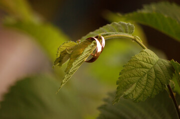 beautiful gold wedding on a twig with leaves