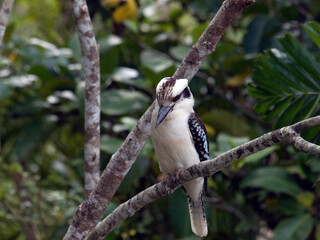 Kookaburra looking down