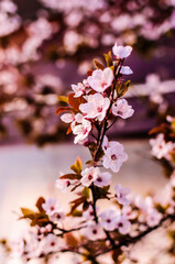 pink cherry blossom