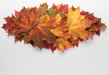 Naklejka na ściany i meble Heap pile of beautiful colored autumn maple leaves isolated on white background. Autumn, fall, thanksgiving day, nature concept. Flat lay, top view, copy space..