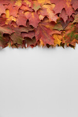 Border frame of colorful autumn leaves isolated on white background. Autumn, fall, thanksgiving day, nature concept. Flat lay, top view, copy space.