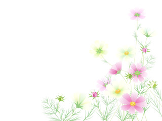 コスモスのフレーム