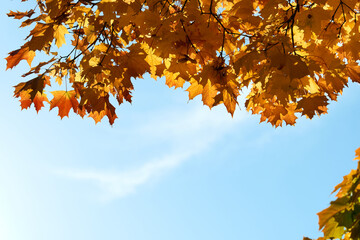 Colorful autumn leaves and branches against the blue sky and sun. Season, nature, autumn card, thanksgiving, fall background concept.Copy space, selective focus..