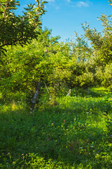apple orchard in the backyard, Valea Plopului, Romania