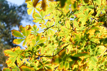 Colorful autumn leaves and branches against the blue sky and sun. Season, nature, autumn card, thanksgiving, fall background concept.Copy space, selective focus..