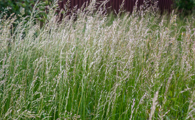 Lolium perenne or perennial ryegrass, Italian ryegrass