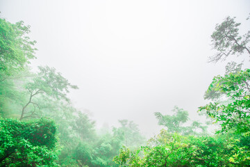 神戸六甲山へ向かうトゥエンティクロスで霧に浮かぶ森の木。