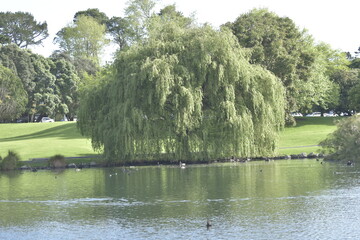 lake in the park